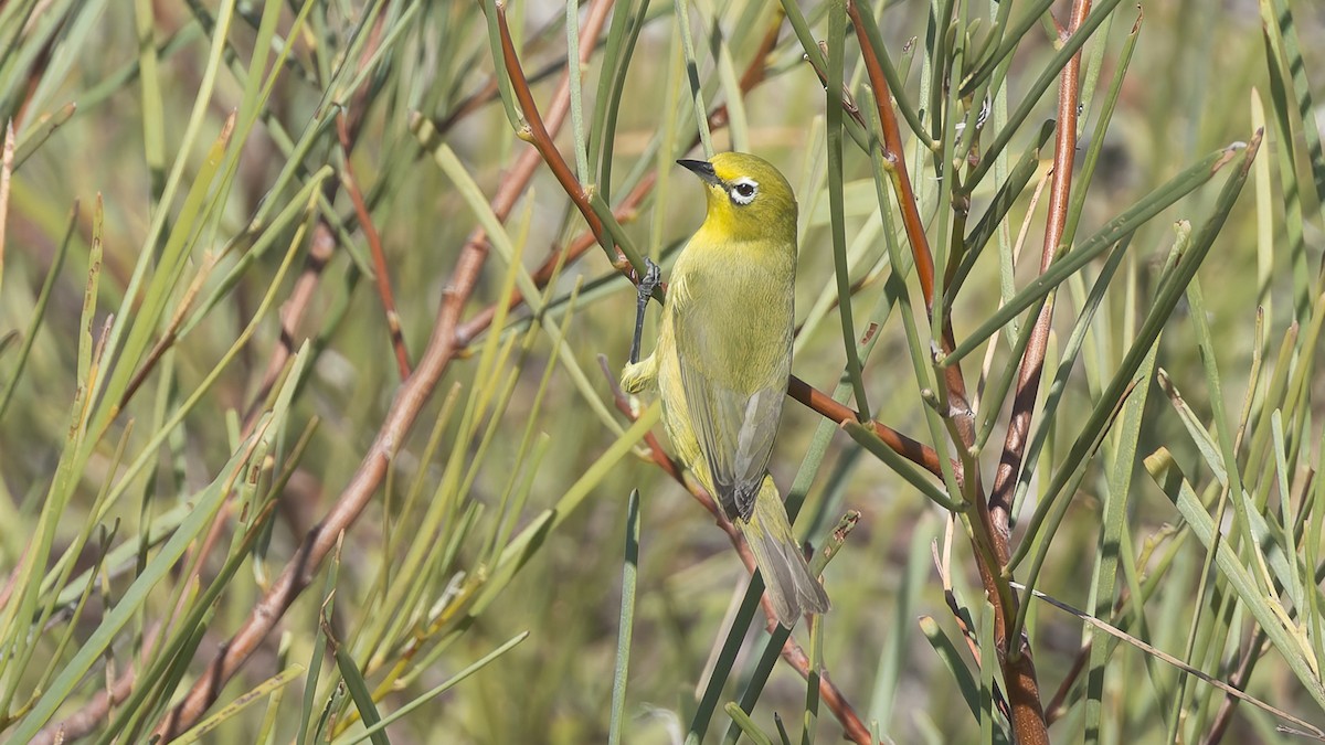 Australian Yellow White-eye - ML638665548