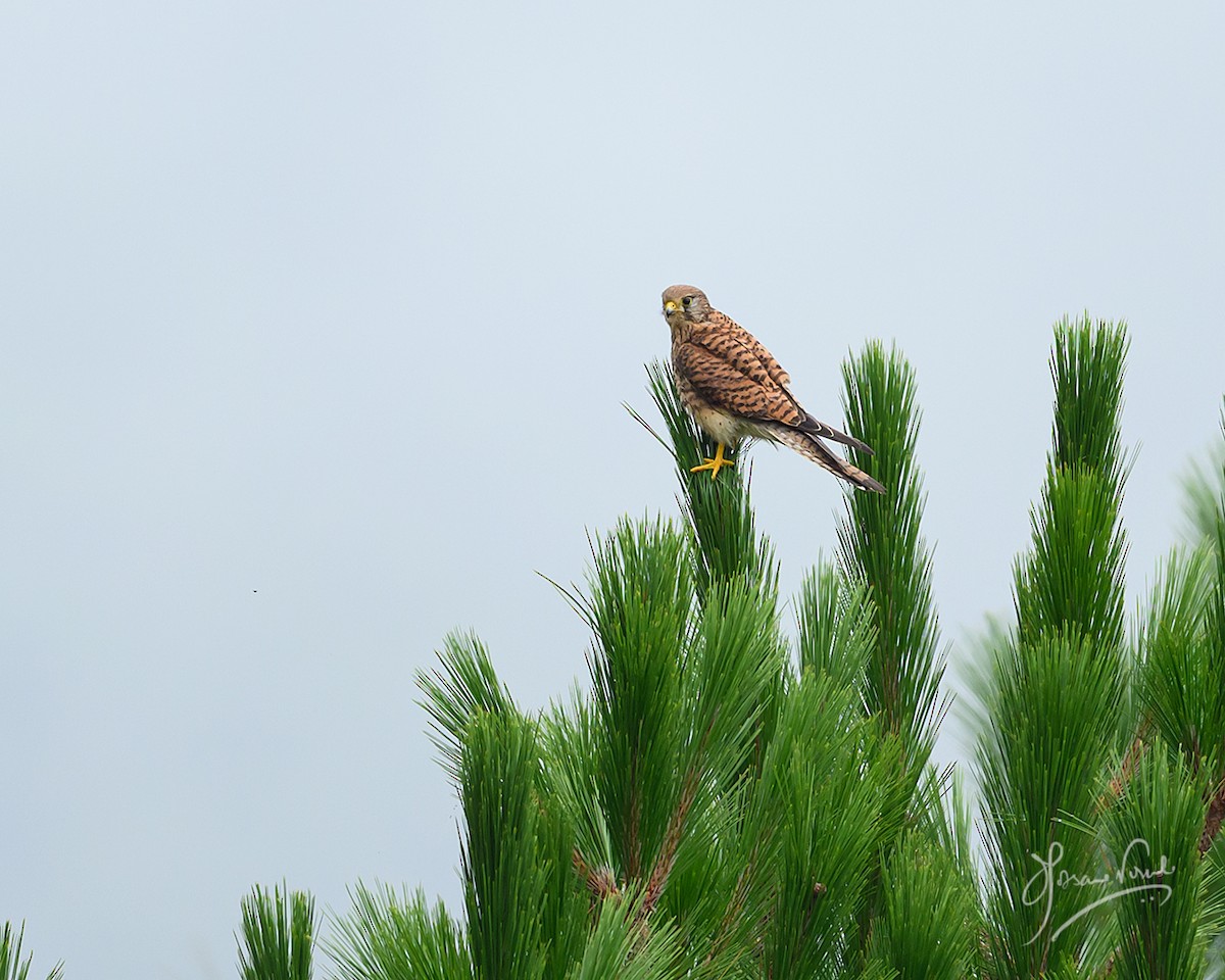 チョウゲンボウ - ML638665556