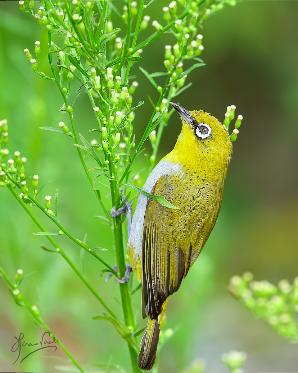 Indian White-eye - ML638665593