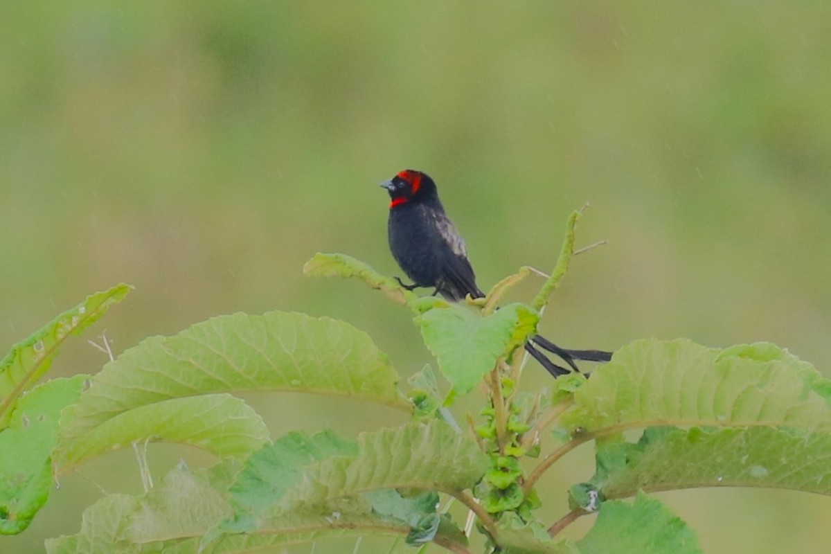 Red-cowled Widowbird - ML638665638