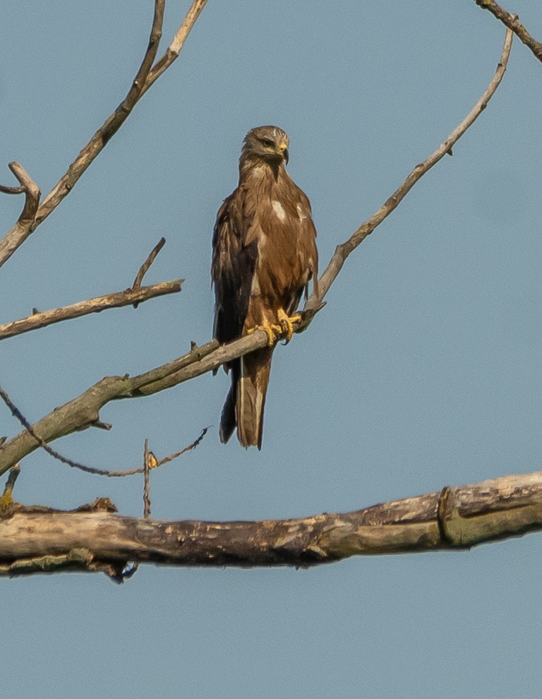 Чёрный коршун - ML638665641