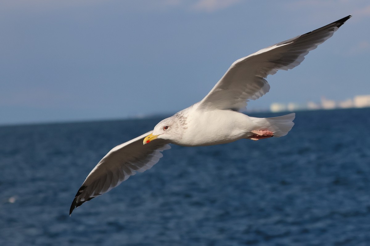 Vega Gull - ML638665656