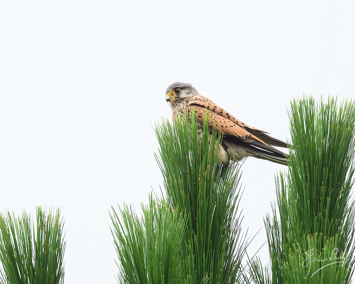 チョウゲンボウ - ML638665675