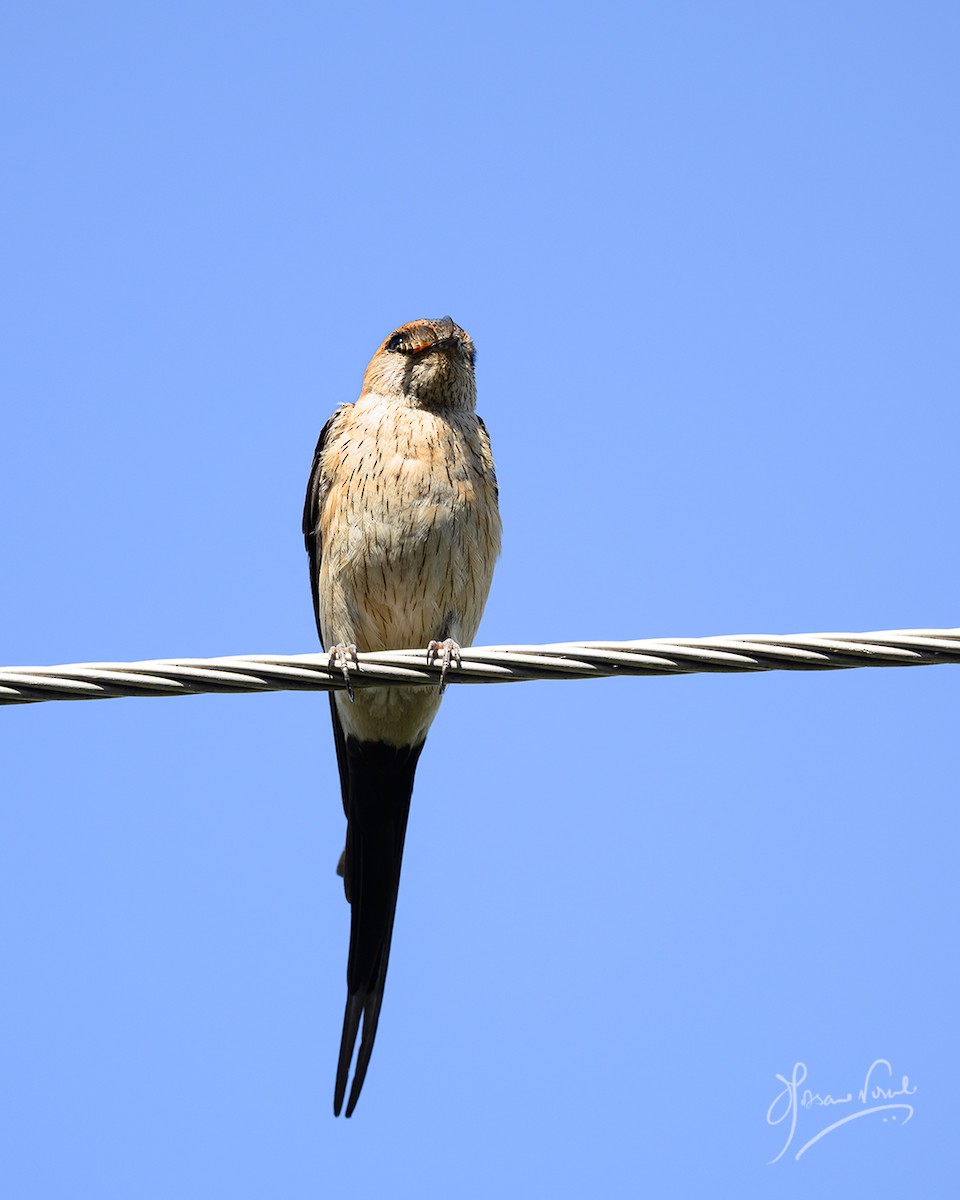 Eastern Red-rumped Swallow - ML638665676