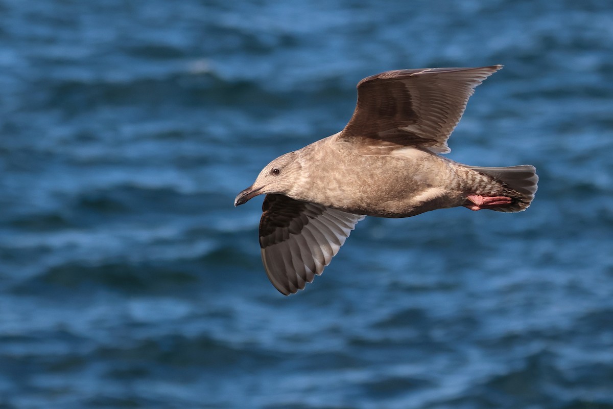 Slaty-backed Gull - ML638665678