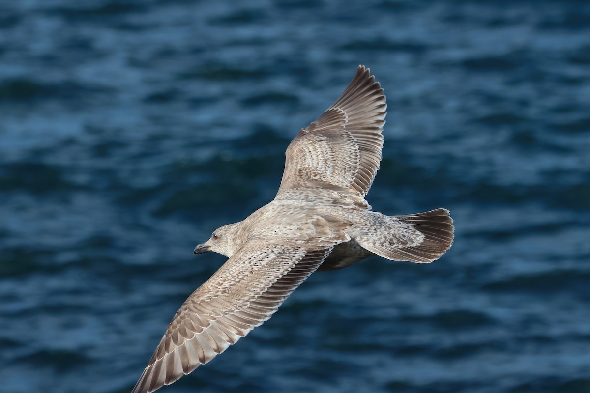 Slaty-backed Gull - ML638665679