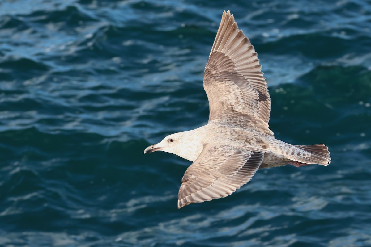 Slaty-backed Gull - ML638665680
