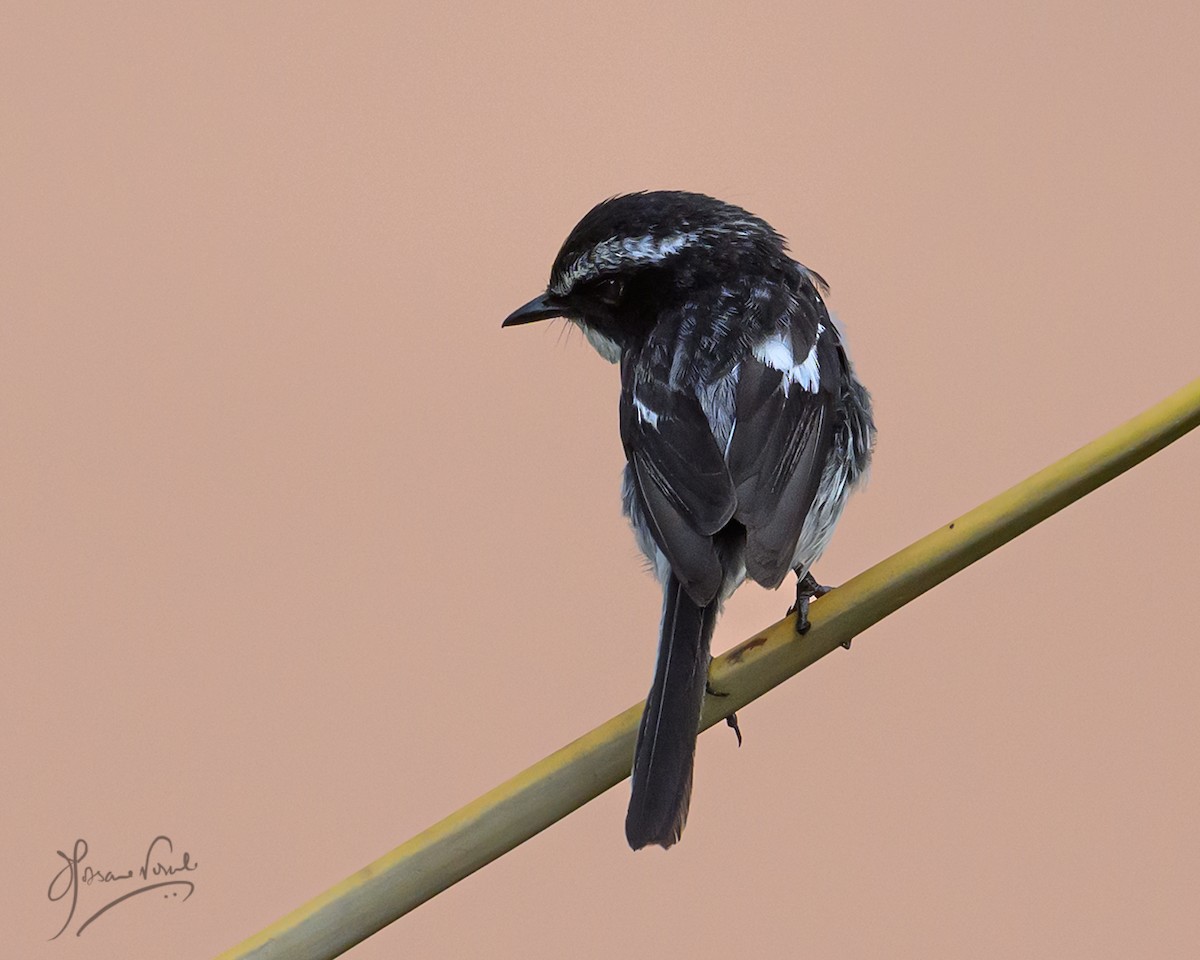 Gray Bushchat - ML638665689