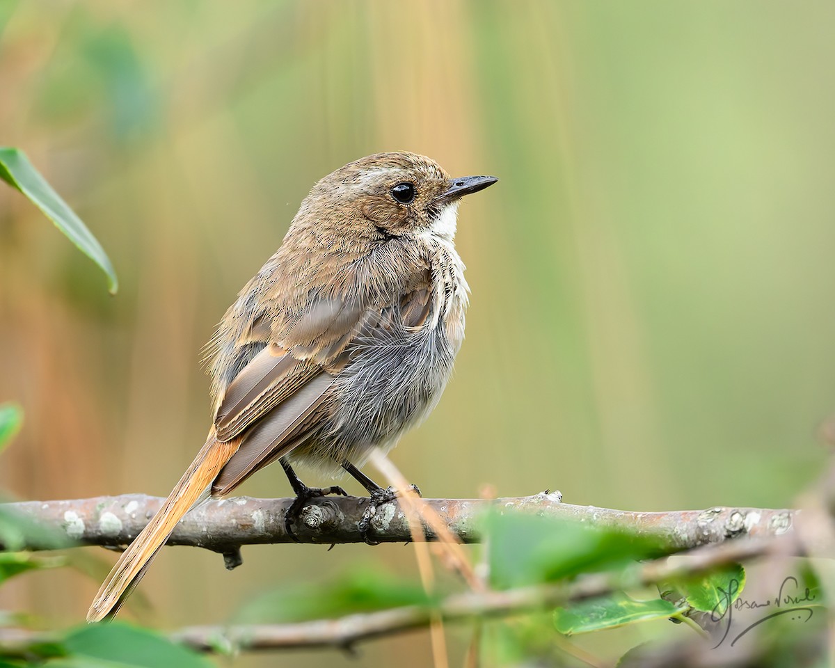 Gray Bushchat - ML638665692