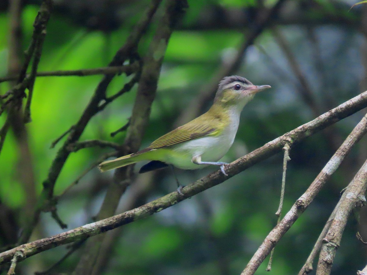 Chivi Vireo - ML638665698