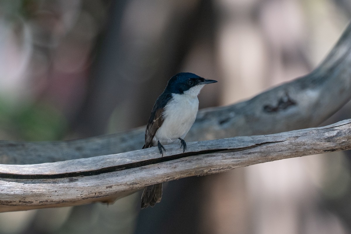 Paperbark Flycatcher - ML638665703