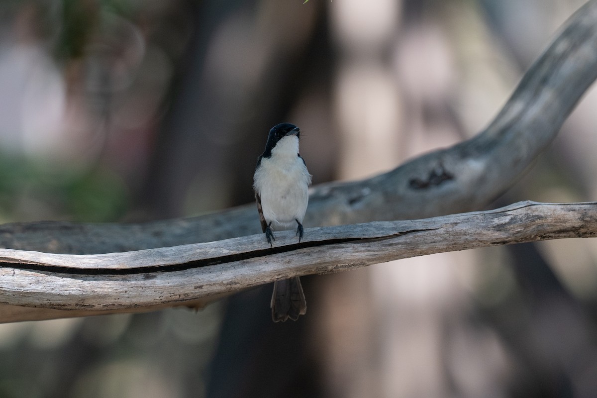 Paperbark Flycatcher - ML638665705