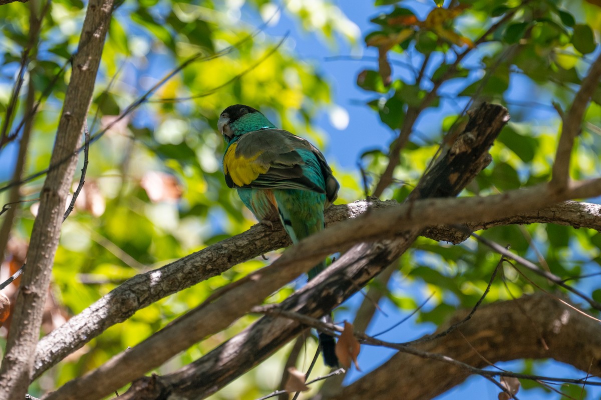 Hooded Parrot - ML638665708