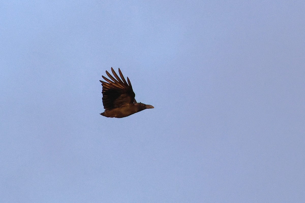 Large-billed Crow - ML638665714