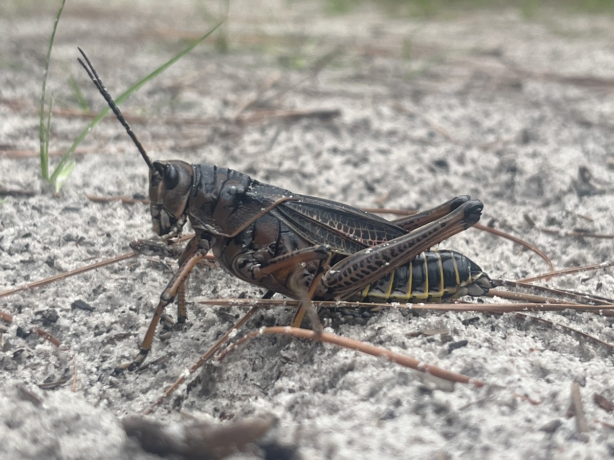 Eastern Lubber Grasshopper - ML638665715