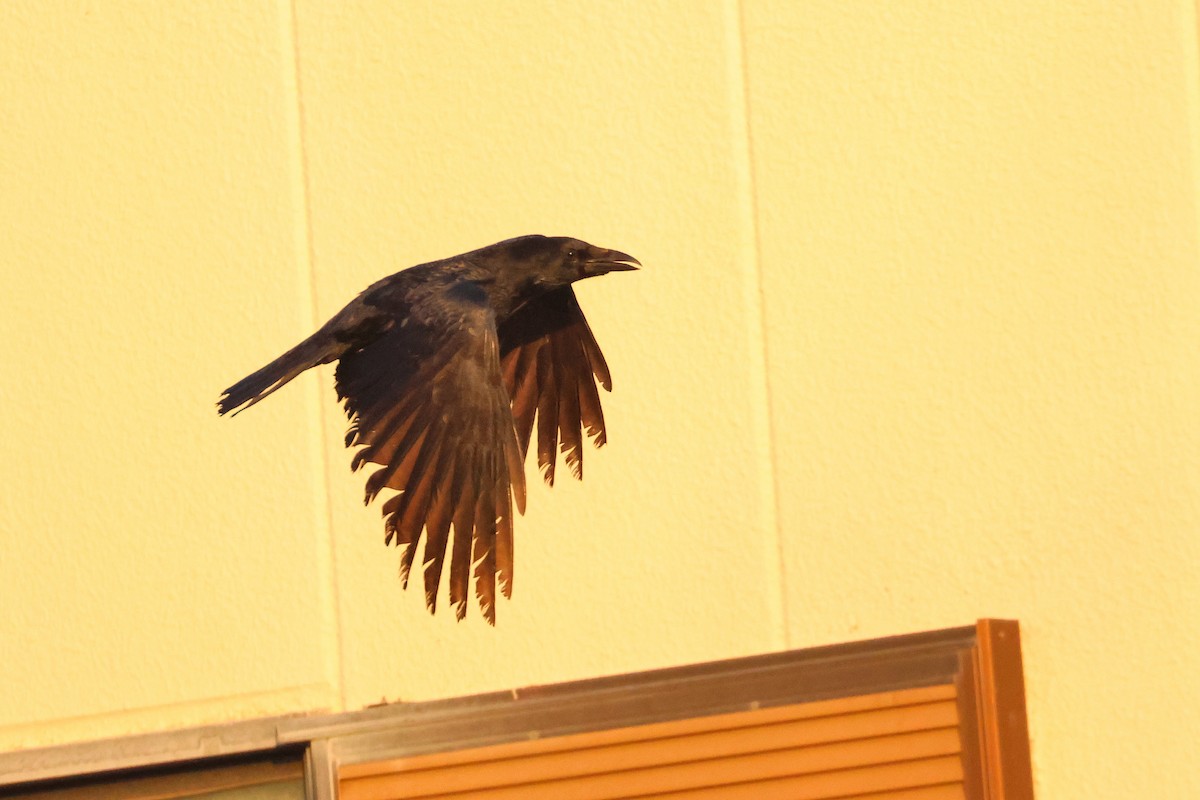 Large-billed Crow - ML638665716