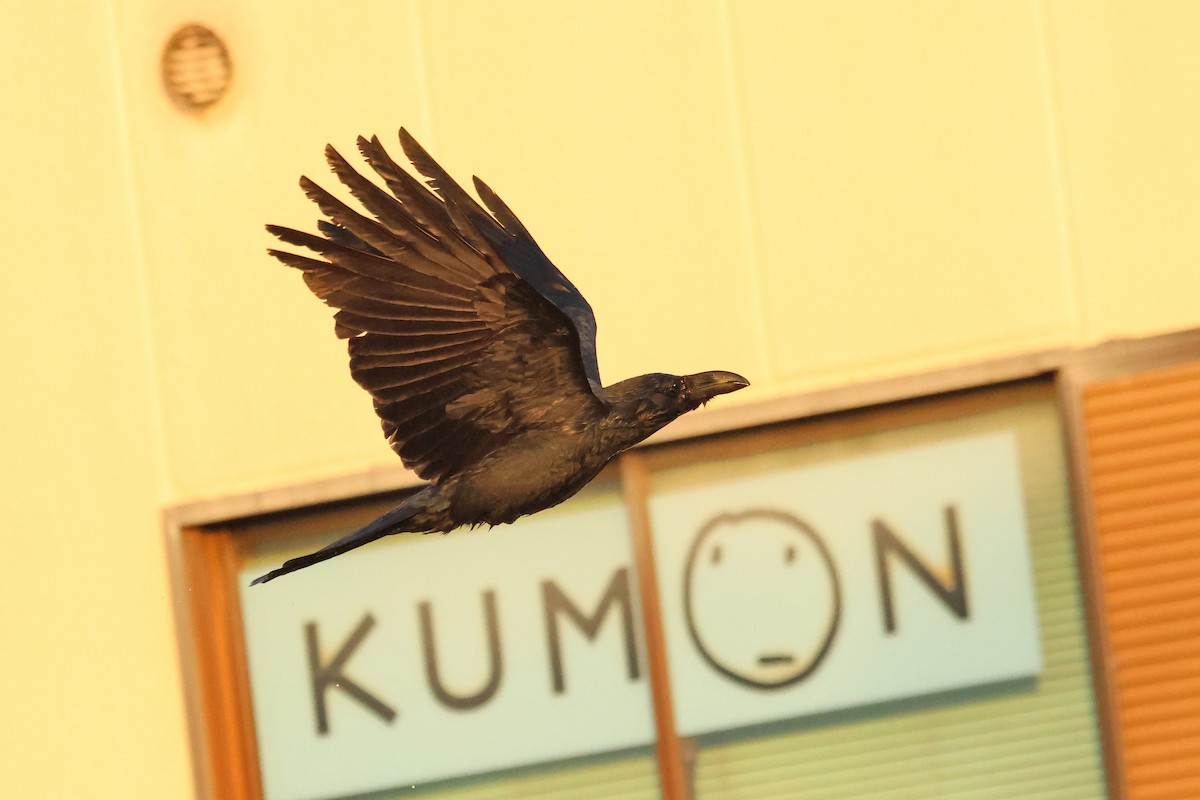 Large-billed Crow - ML638665717