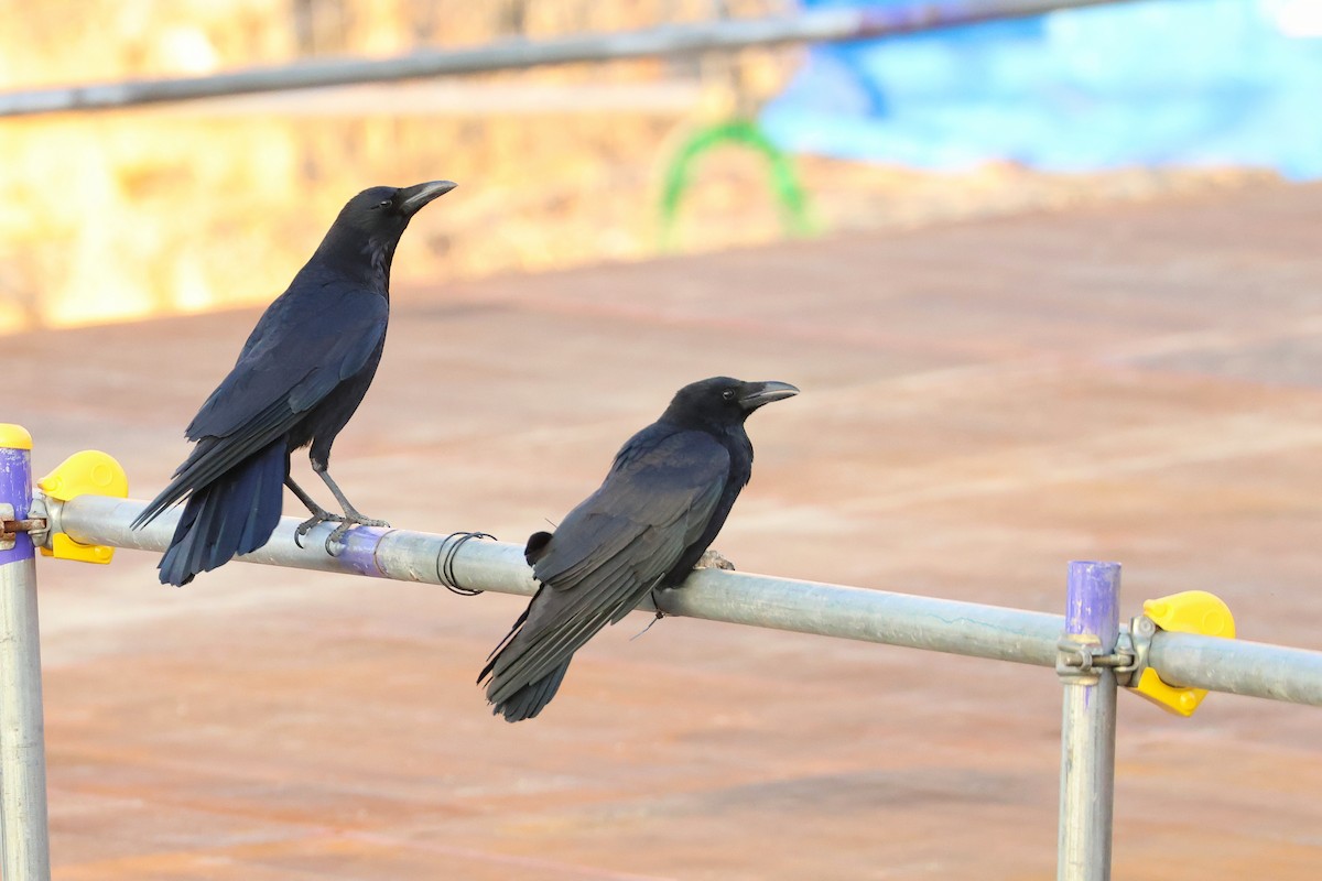 Large-billed Crow - ML638665718