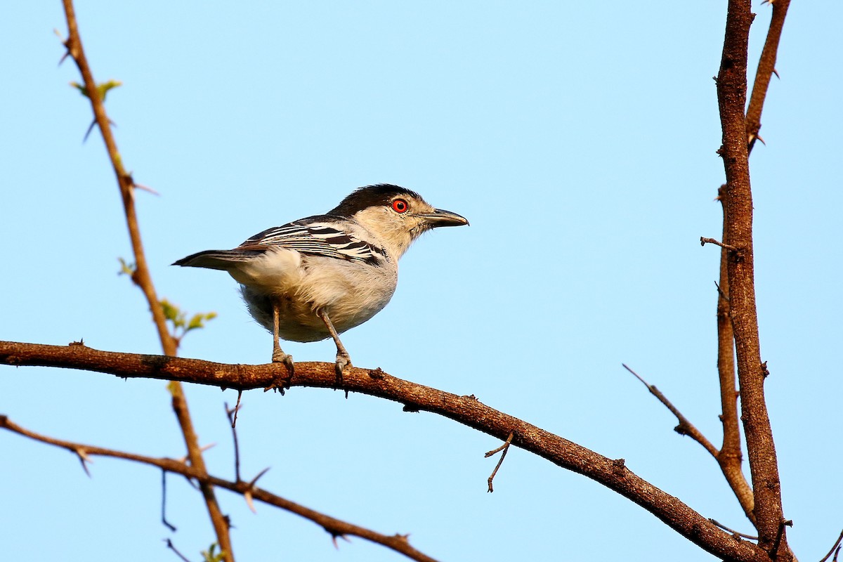 Black-backed Puffback - ML638665760