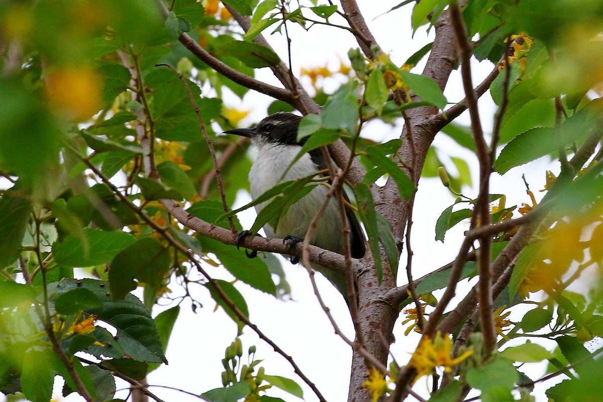 Eastern Violet-backed Sunbird - ML638665764