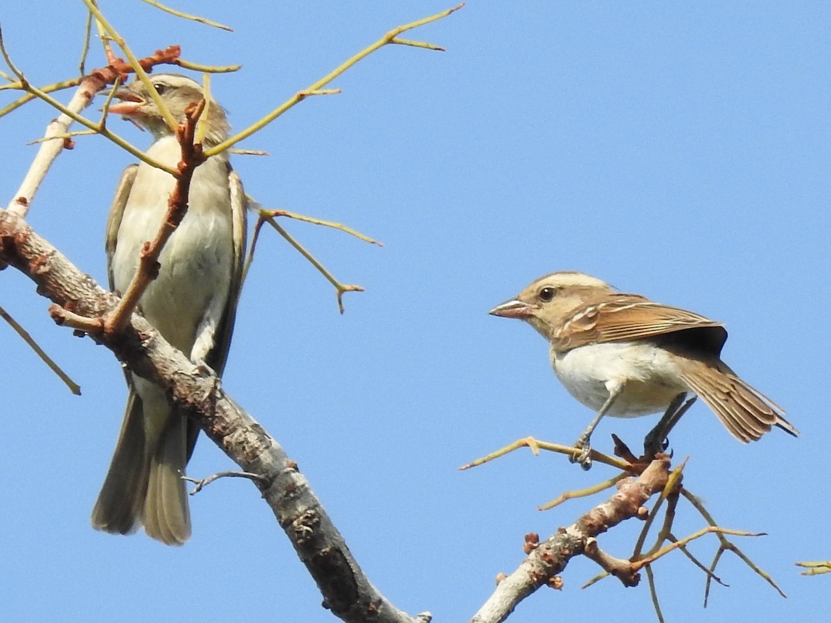 Yellow-throated Bush Sparrow - ML638665845
