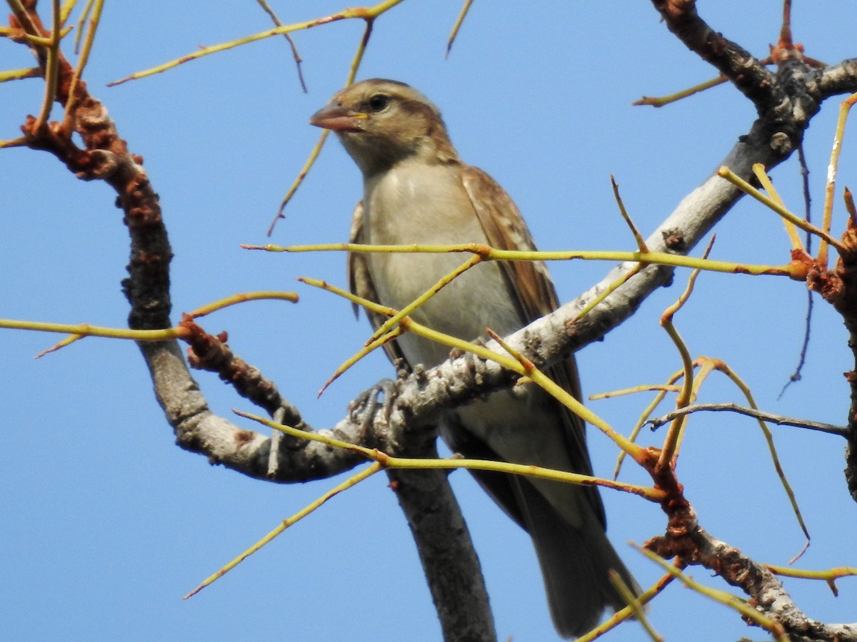 Yellow-throated Bush Sparrow - ML638665846