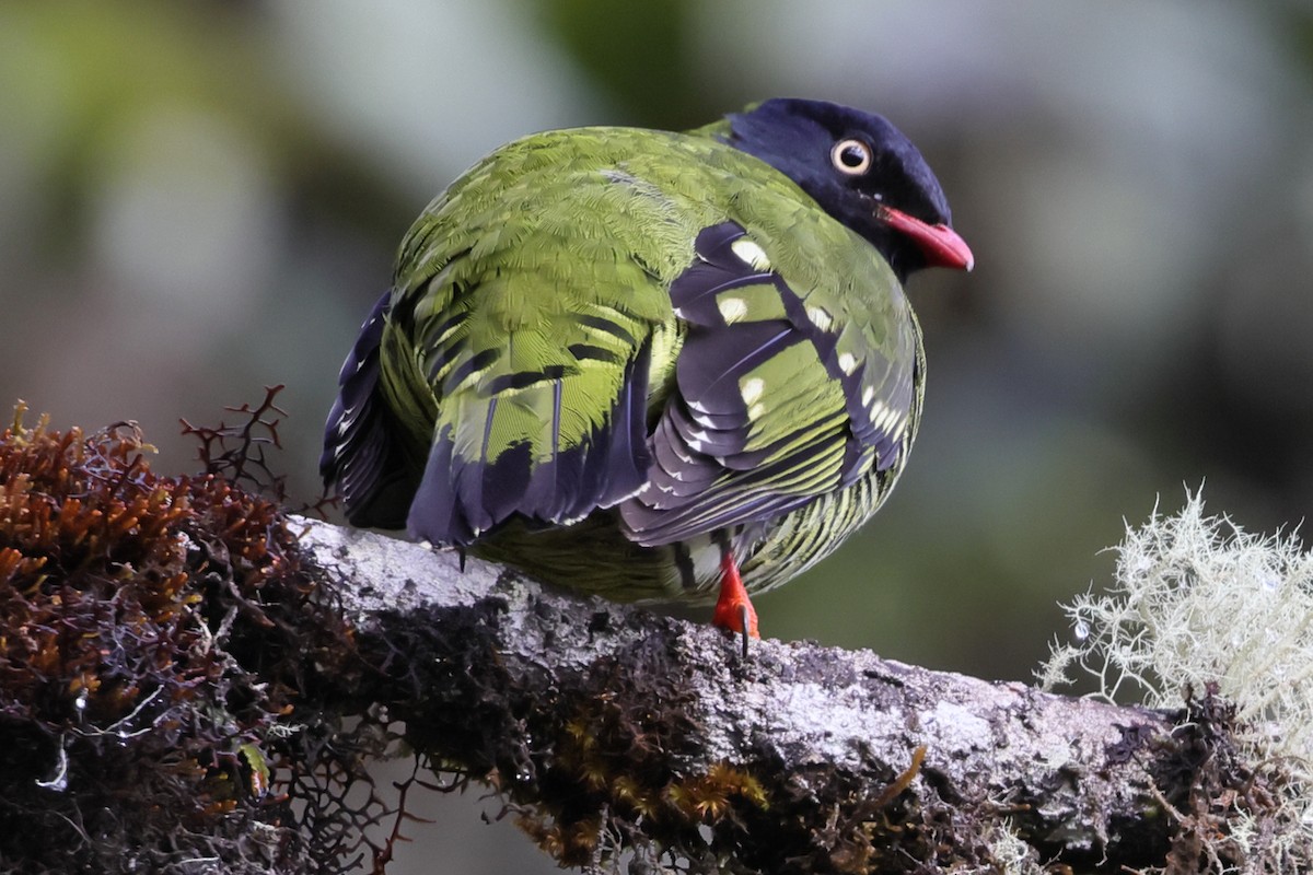Barred Fruiteater - ML638665848