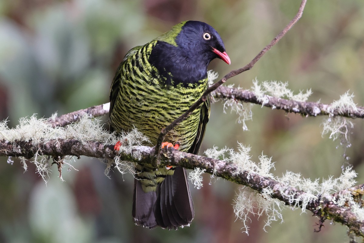 Barred Fruiteater - ML638665849