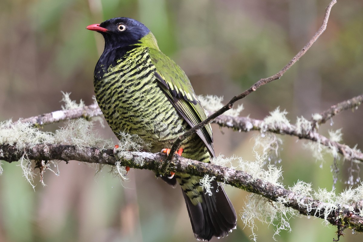 Barred Fruiteater - ML638665850