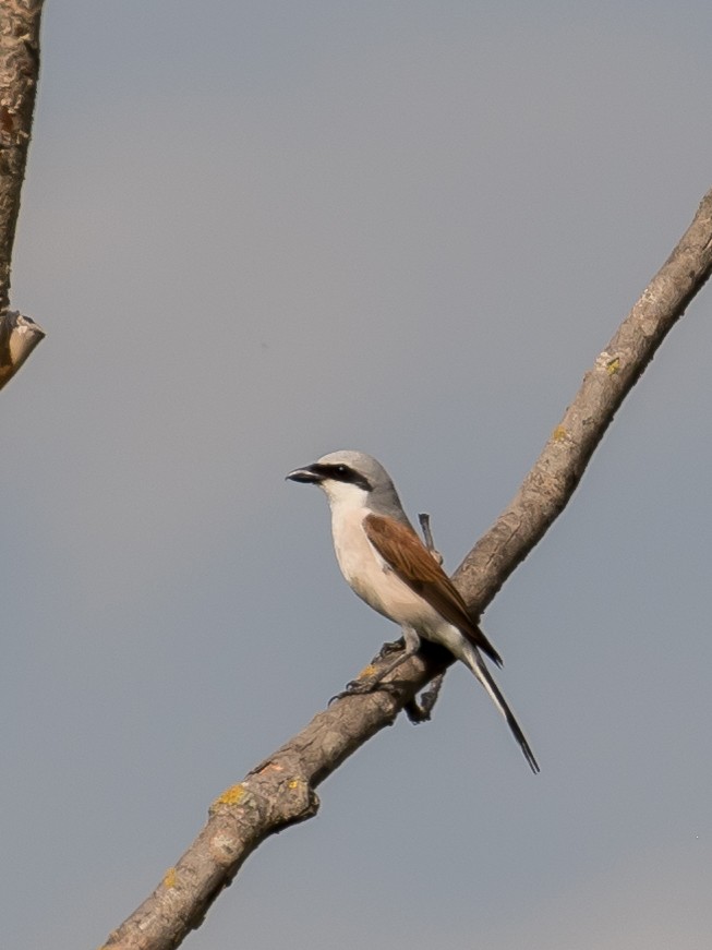 Antzandobi arrunta - ML638665853