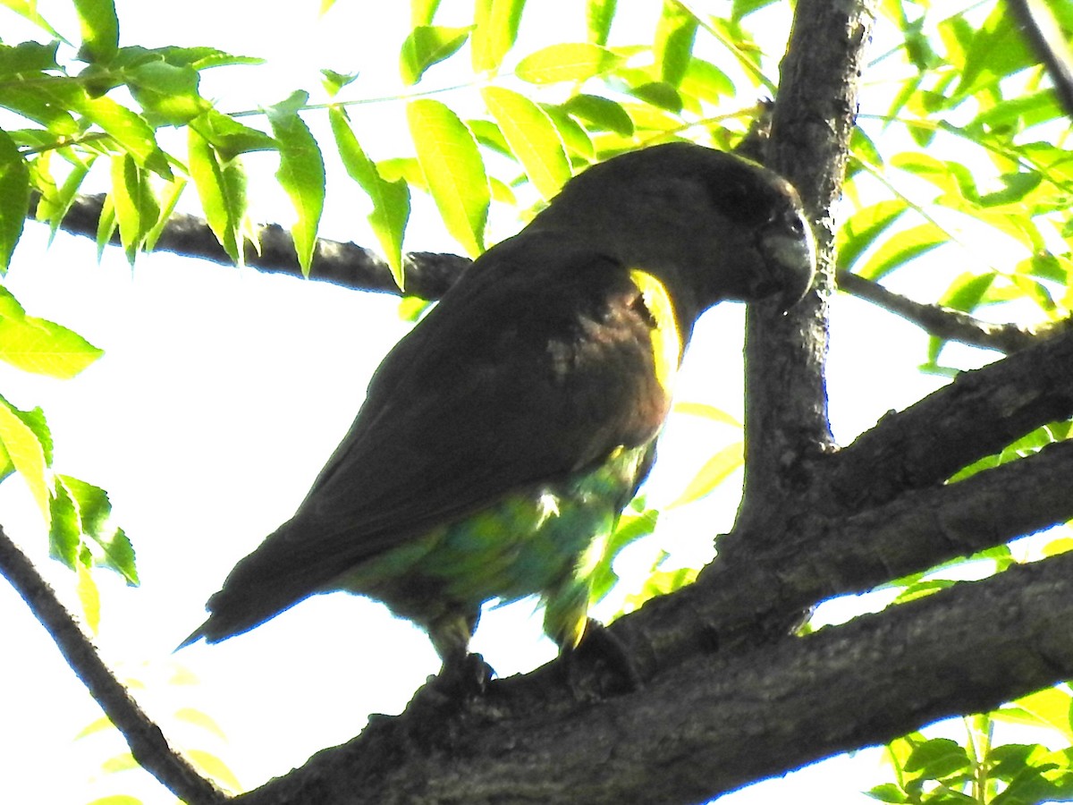 Meyer's Parrot - ML638665854