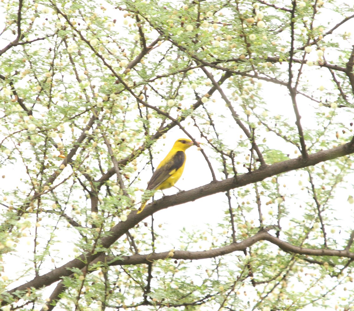 Indian Golden Oriole - ML638665855
