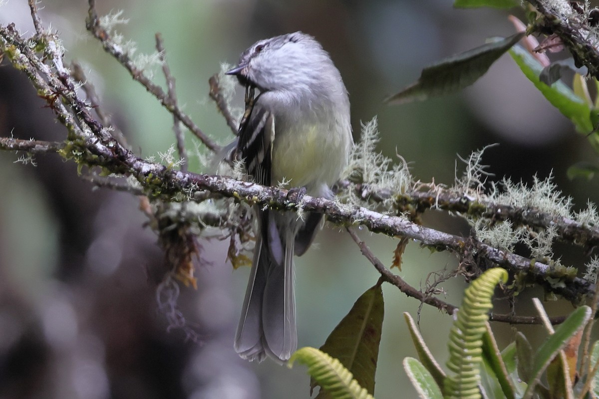 White-throated Tyrannulet - ML638665859