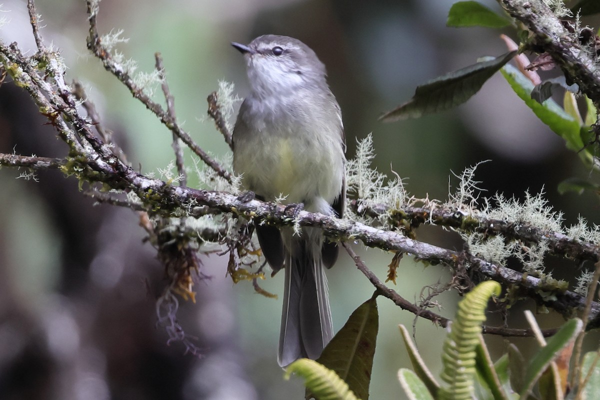 White-throated Tyrannulet - ML638665860