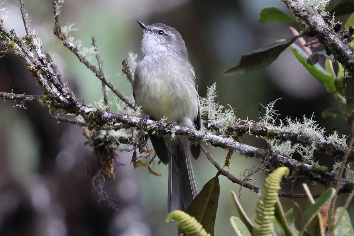 White-throated Tyrannulet - ML638665862