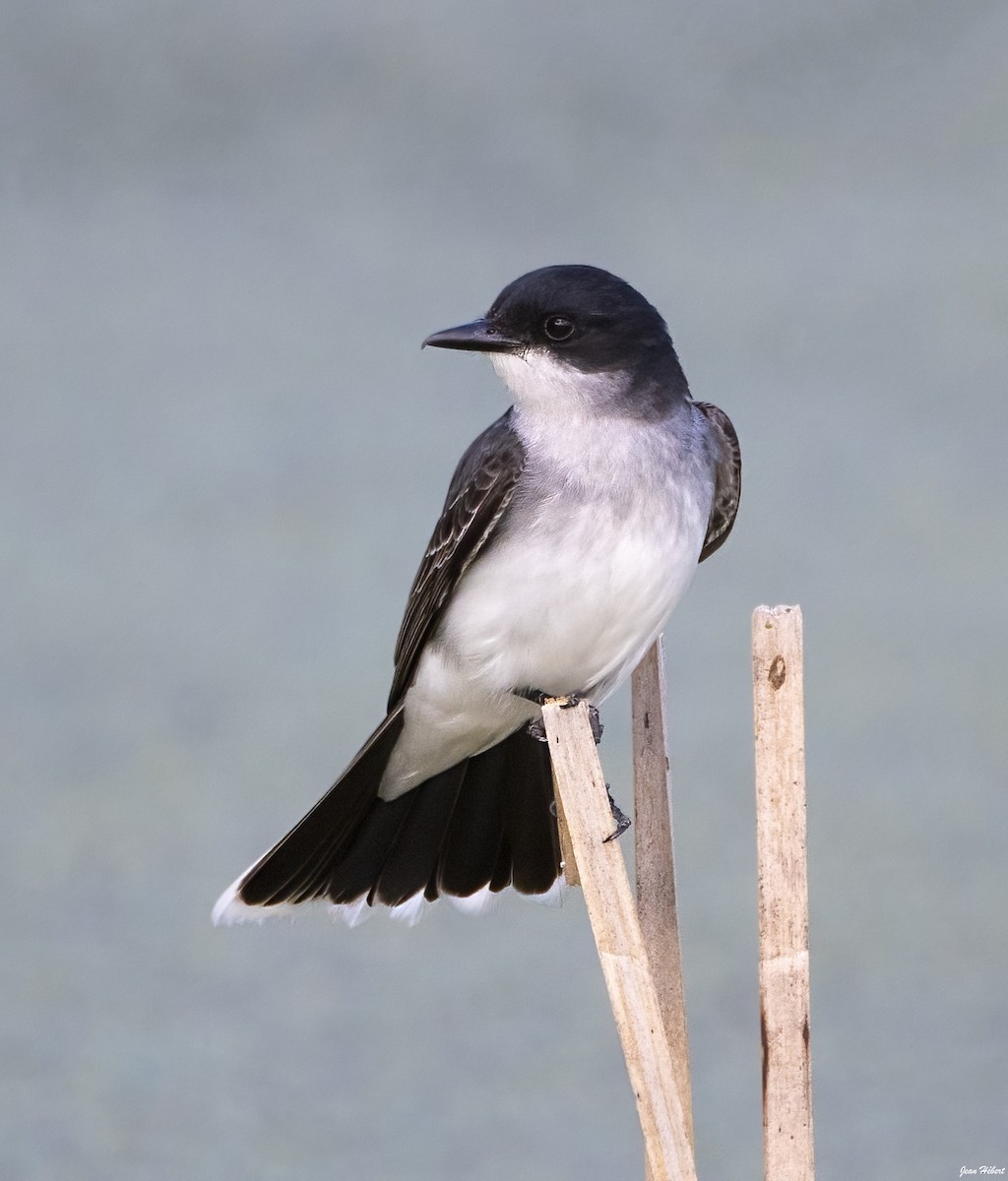 Eastern Kingbird - ML638665864