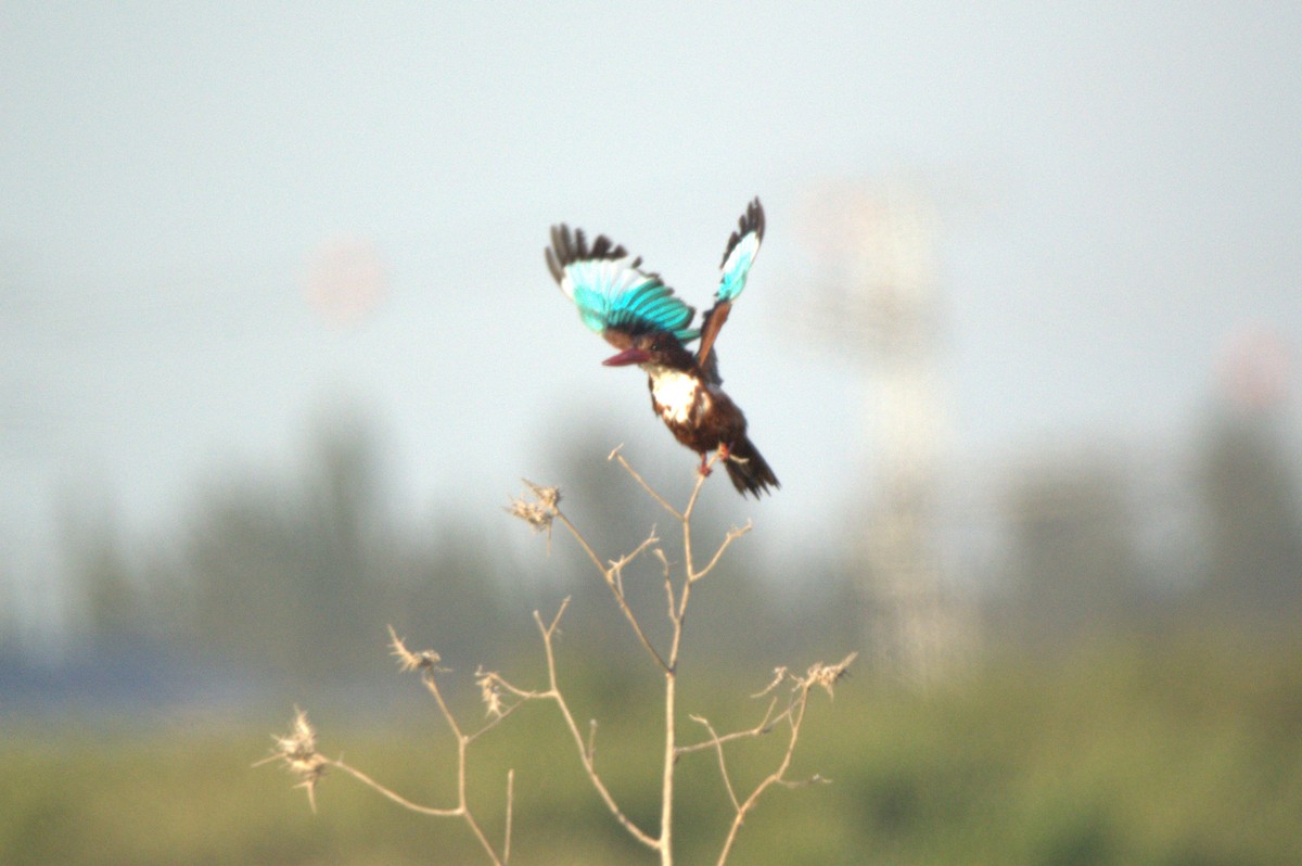 White-throated Kingfisher - ML638665867