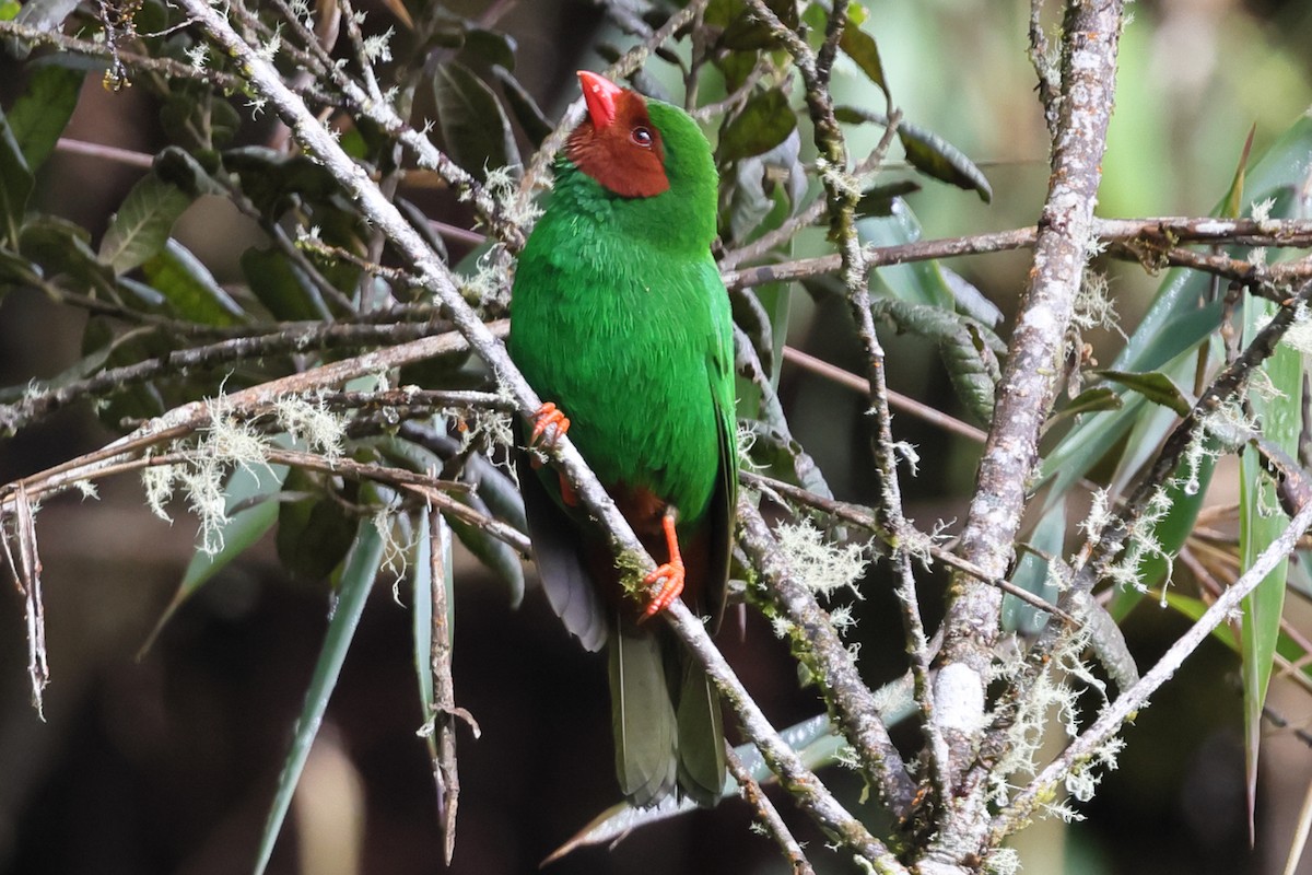 Grass-green Tanager - ML638665870