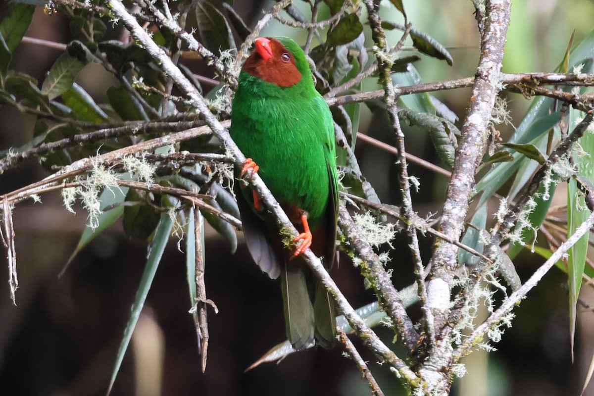 Grass-green Tanager - ML638665871