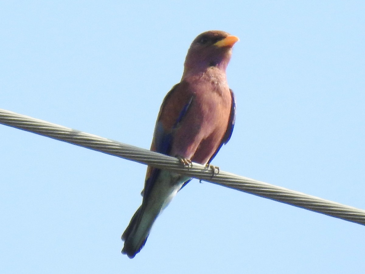 Broad-billed Roller - ML638665872