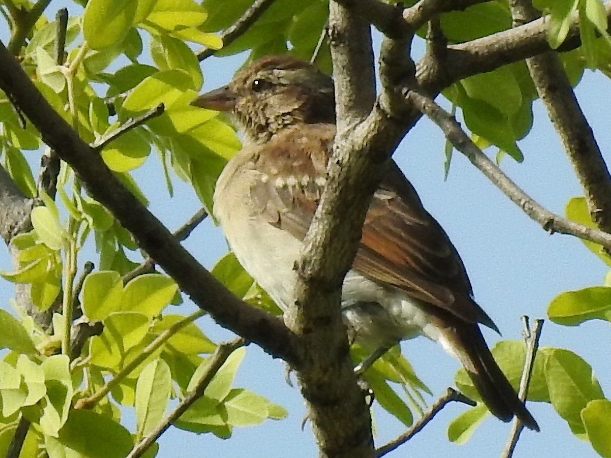 Yellow-throated Bush Sparrow - ML638665886