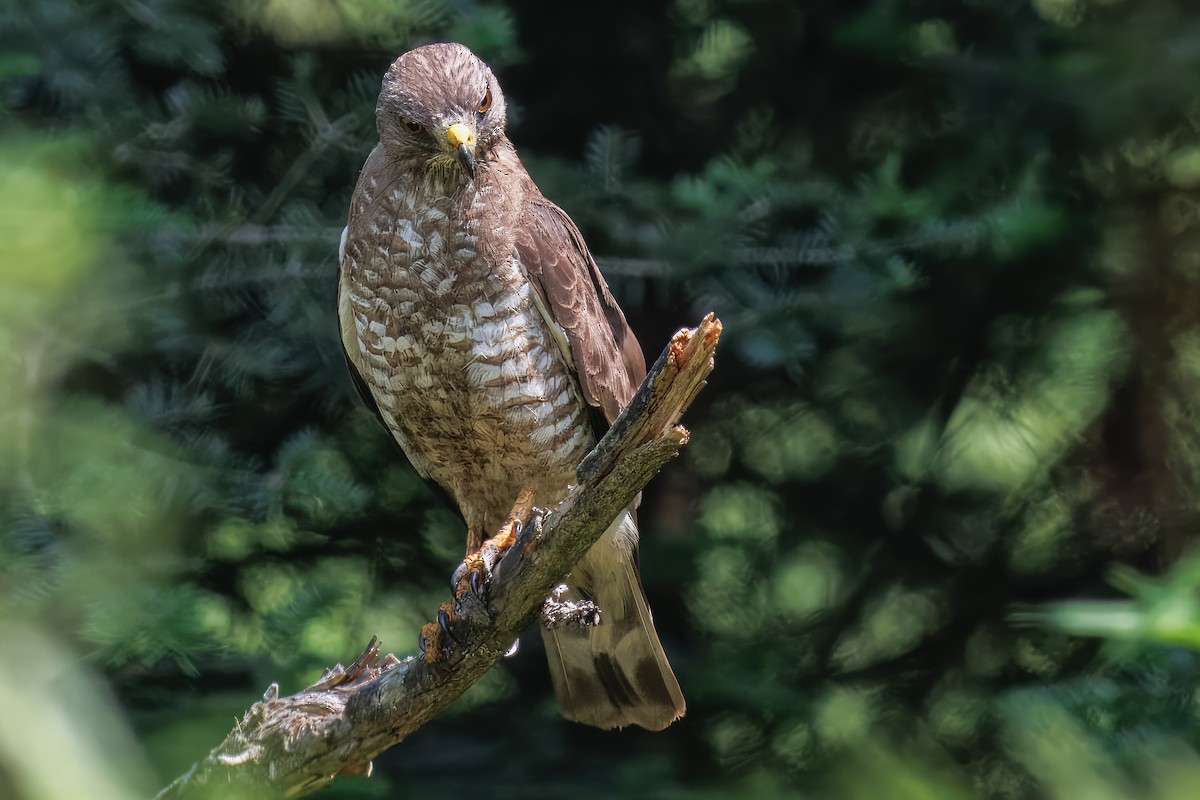 Broad-winged Hawk - ML638665931