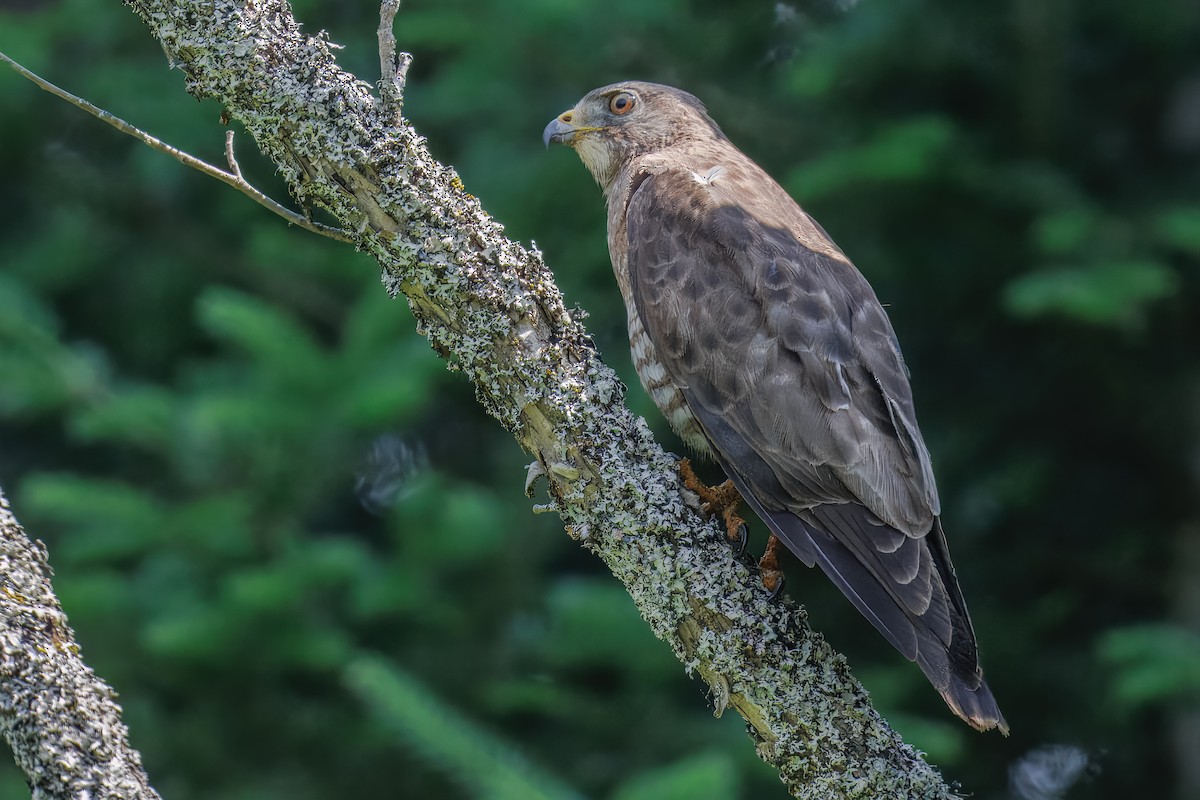 Broad-winged Hawk - ML638665932