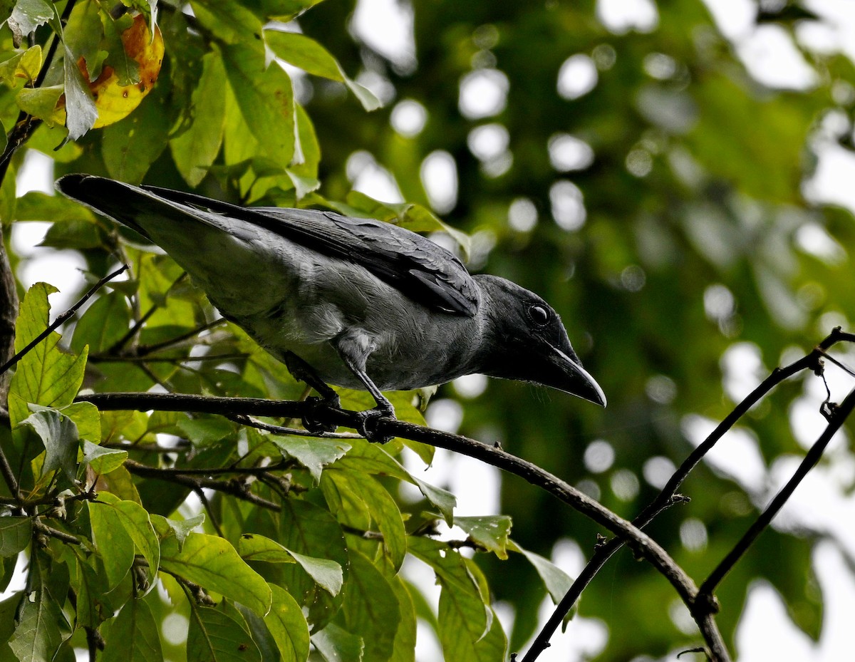 Malayan Cuckooshrike - ML638665937