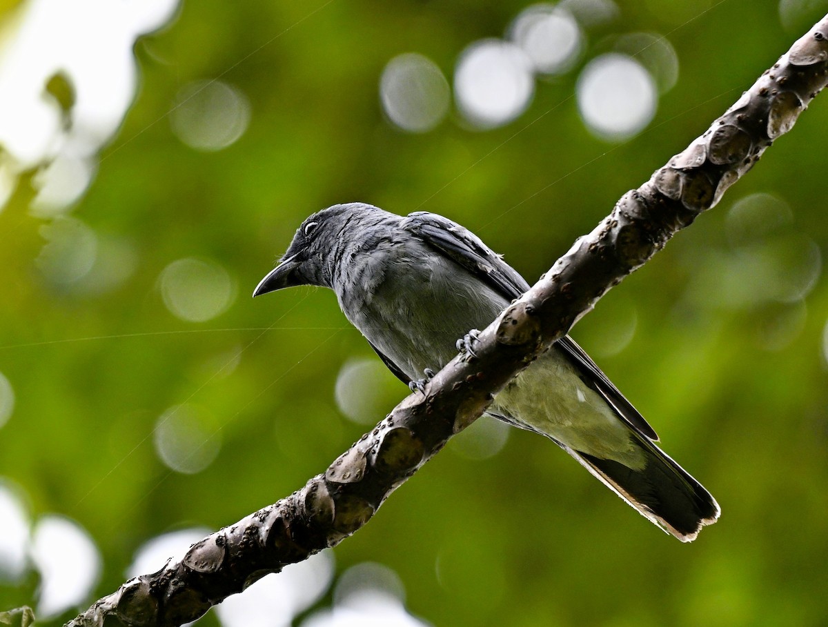 Malayan Cuckooshrike - ML638665938