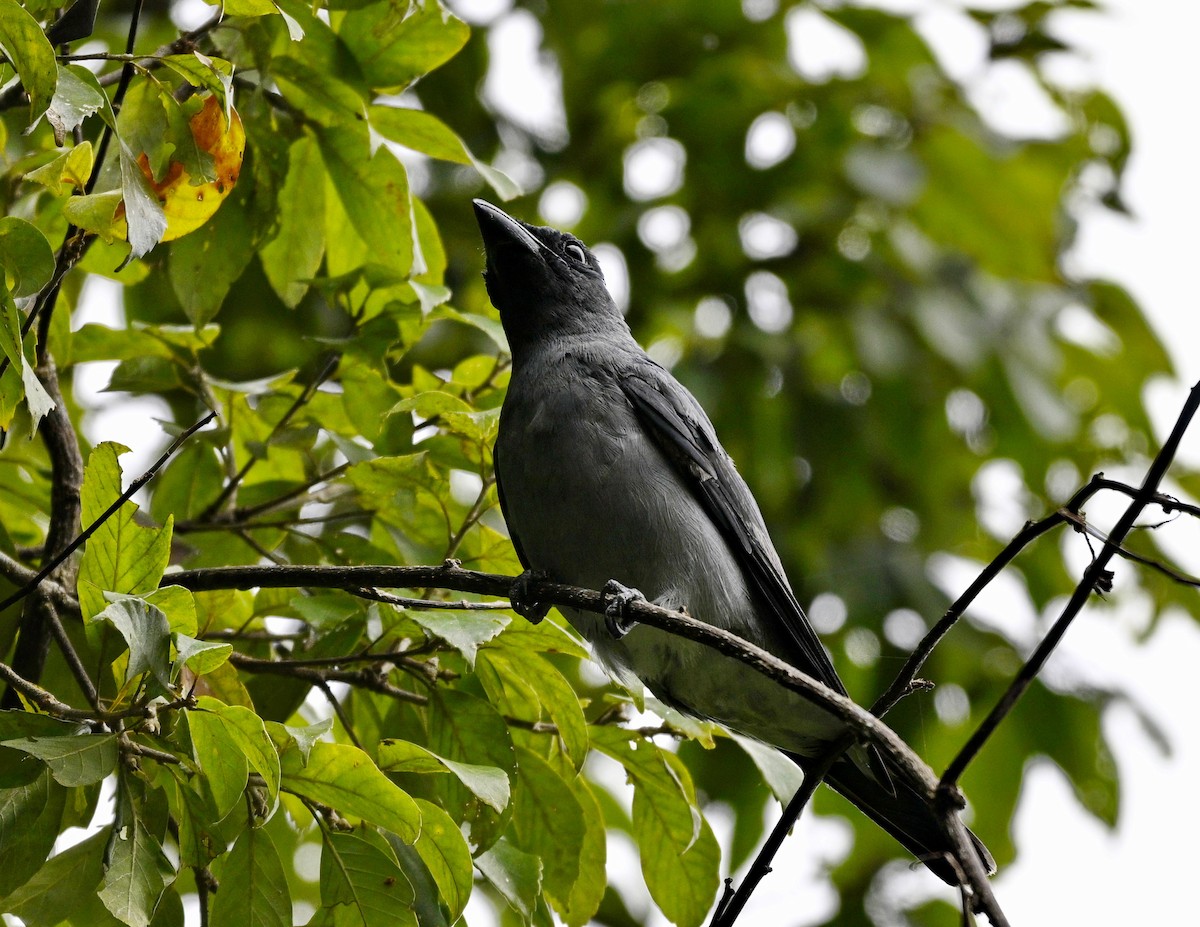 Malayan Cuckooshrike - ML638665939