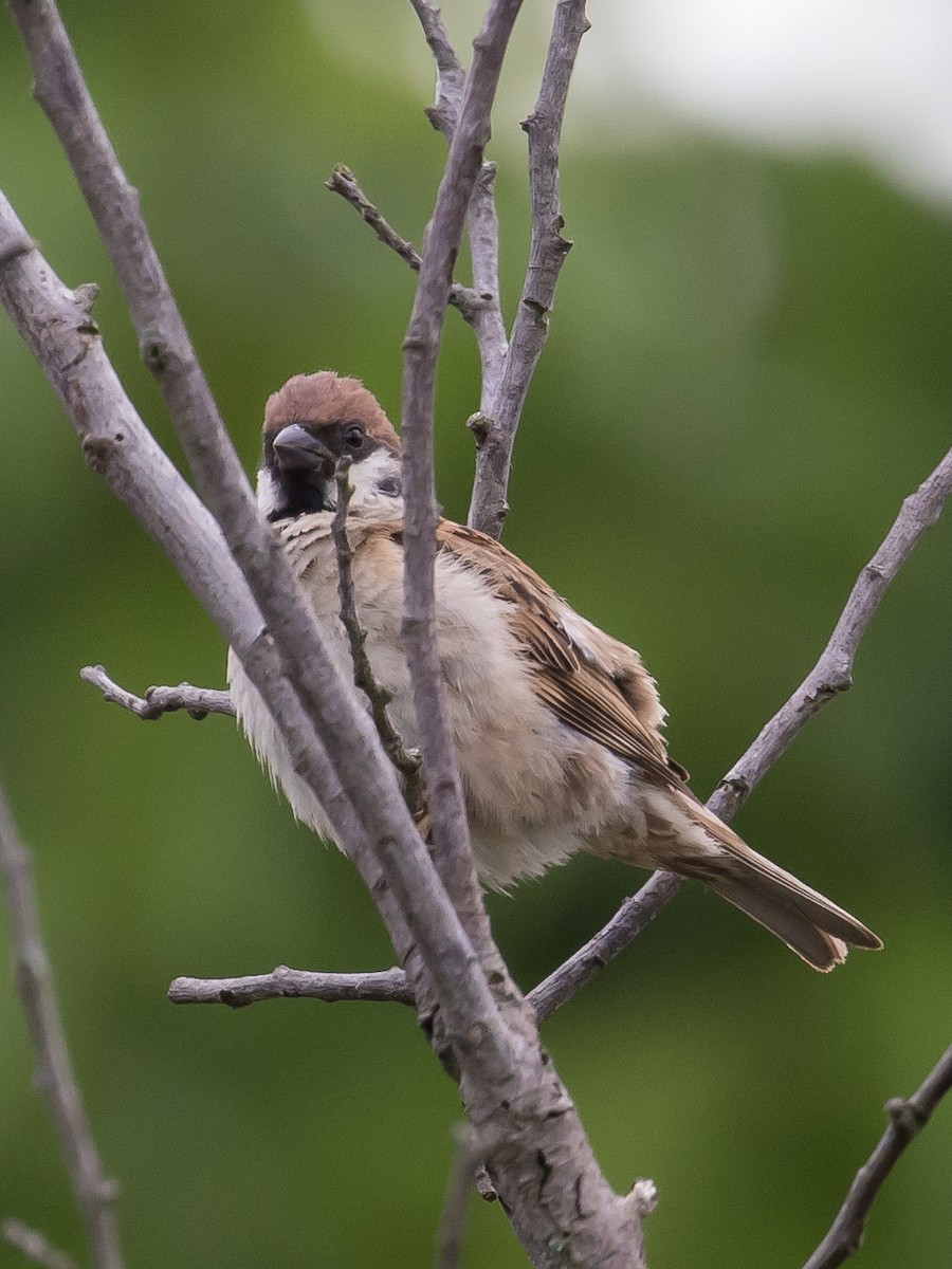 Eurasian Tree Sparrow - ML638665942