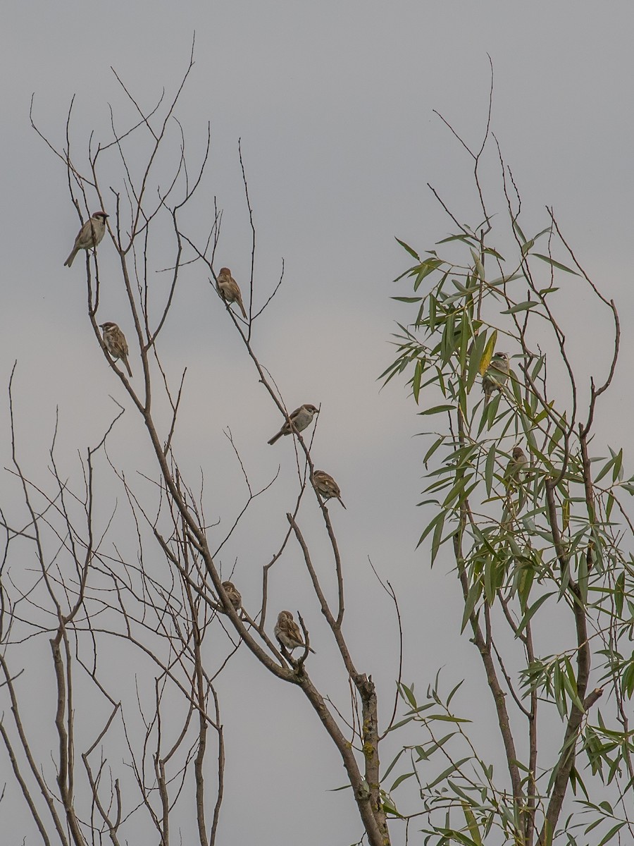 Eurasian Tree Sparrow - ML638665943