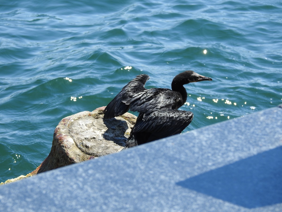 Pygmy Cormorant - ML638665944