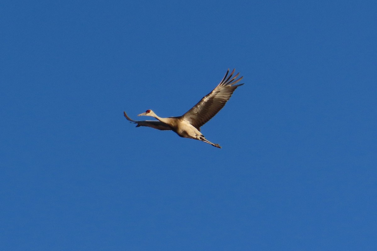 Sandhill Crane - ML638665945